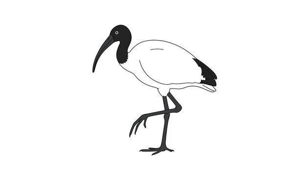Graceful white ibis bird with a black head and neck standing elegantly on one long leg against white.