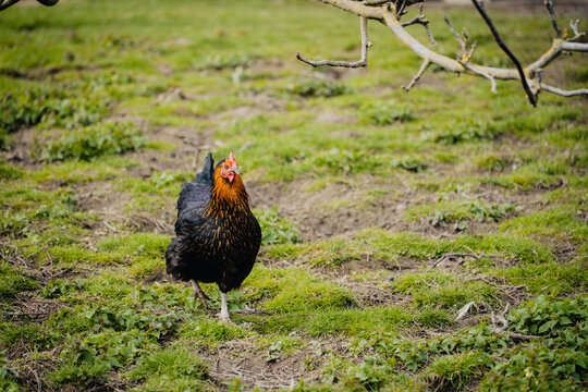 Huhn auf einer Wiese