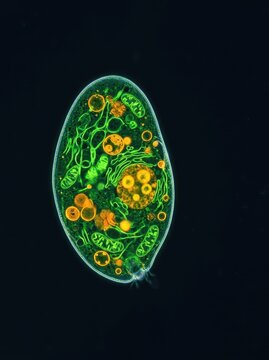 A detailed microscopic view of a vibrant single-celled organism displaying glowing green and orange internal organelles against dark space, darkfield, tiny, vacuoles