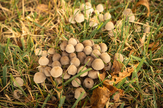 Cluster of small pleated inkcap mushrooms growing among grass and fallen leaves