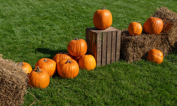 Autumn pumpkins on grass field background