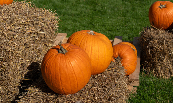 Autumn pumpkins on grass field background