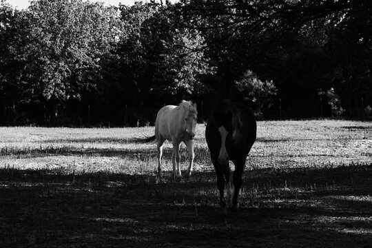 Two Horses Walking Through Farm Field in Black and White