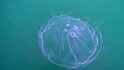 Translucent Moon Jellyfish Drifting in Green Water © Kaitlind