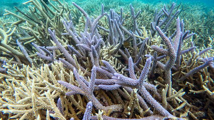 Purple and Tan Staghorn Coral on a Patch Reef © Kaitlind