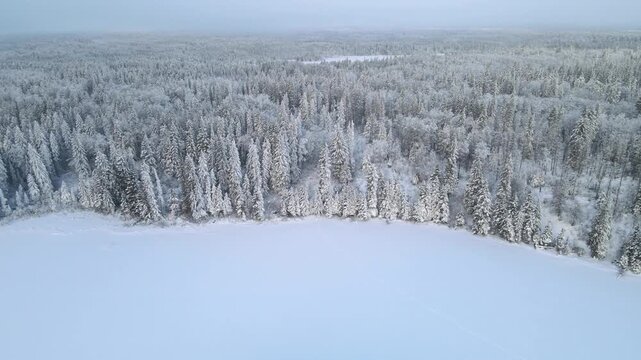 Drone flying slowly over a snow covered northern forest and lake with spruce and pine trees

