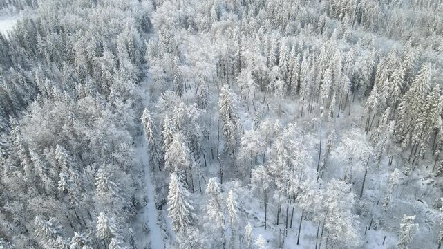 Drone looking done on a snowy spruce northern forest with heavy snow. Northern forest.
