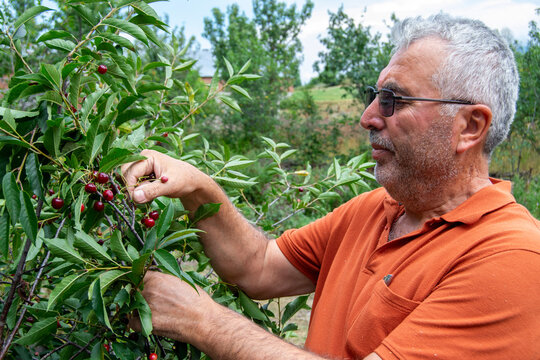 Senior Man With Glasses Harvesting Fresh Sour Cherries From Tree