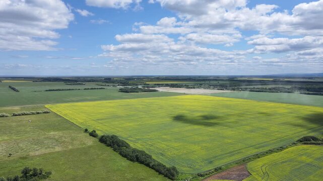 Drone flying over blooming farmland under a summer blue sky with white clouds. Canola agriculture
