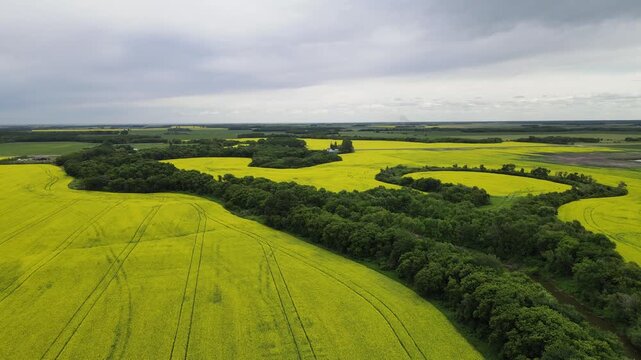 Drone flying over bright yellow canola farm fields with tree lined streams and a grey sky
