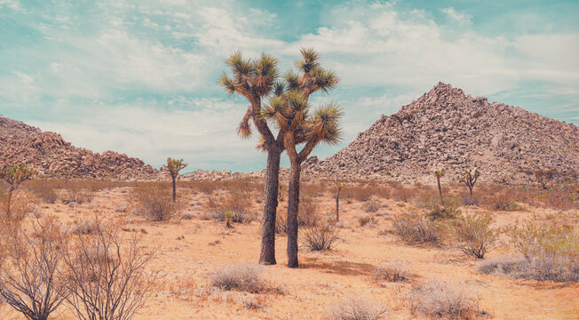 Joshua Tree panorama landscape with mountains rocks and copy space
