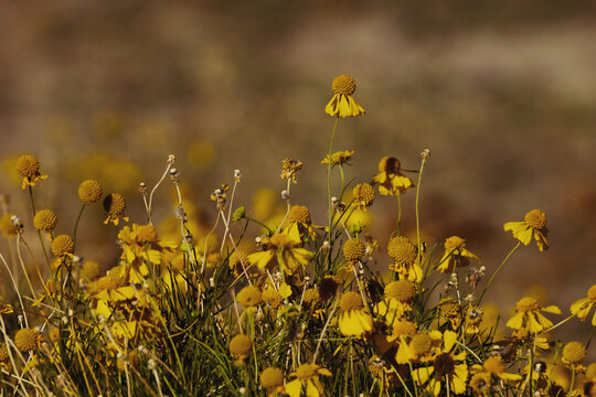 Bitter Sneezeweed Yellow Flowers Close-Up in Dry Fall Season