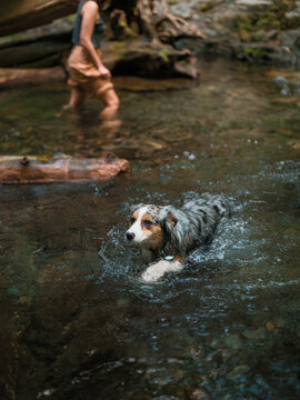Australian Shepherd dog in the water during the outdoor adventure