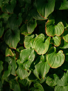 Green false lily of the valley on Vancouver island
