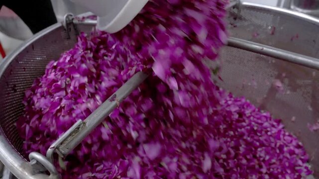Purple flower petals inside industrial steel extractor machine