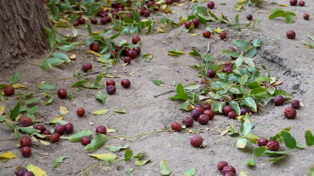 4K 60fps Panning Shot Across Fresh Red Jujubes and Leaves Scattered on Dirt Ground Near Tree Trunk, Chinese Dates on Ground footage