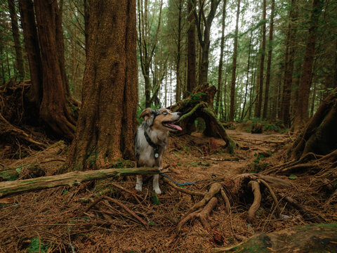 Australian Shepherd dog stands in the forest on Vancouver island