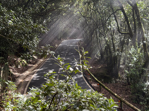 Sunlight rays filtering through foggy forest trees over empty asphalt road in Anaga