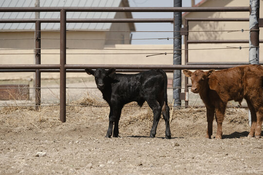 Beef Calves in Ranch Pen During Spring Cattle Work in New Mexico