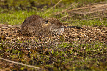 Brown beaver rests on mossy bank near water © Carlos Cortez