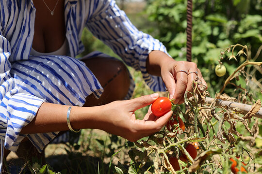 Hands picking a ripe cherry tomato from the vine