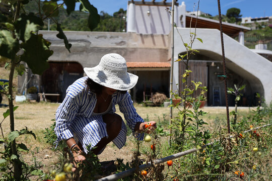 Woman crouching to pick tomatoes near hillside home