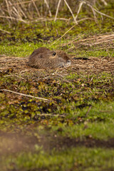 Brown beaver rests on mossy bank near water © Carlos Cortez