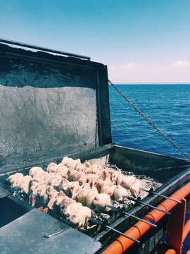 Close-up of rows of chicken skewers cooking on large charcoal barbecue on the deck of a boat  sailing in the open ocean, Mozambique