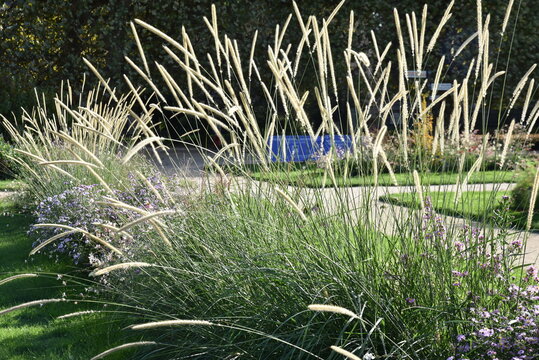 Jardin de gramin&eacute;es en automne	