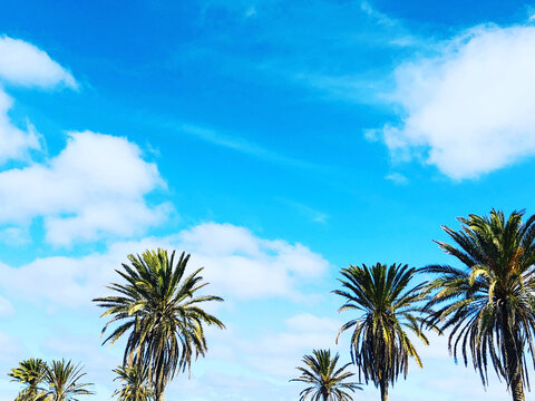Row of palm tree crowns against a blue sky with fluffy white clouds, Spain