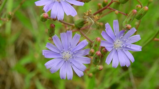 Purple Wild Flowers with Buds and Stems in Green Grass