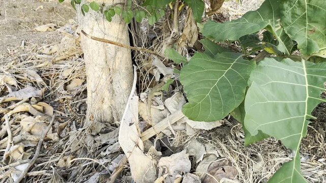 Wild chameleon camouflaged perfectly on a tree trunk in tropical forest