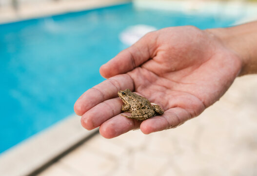 Frog Resting in a Man&rsquo;s Hand by a Swimming Pool