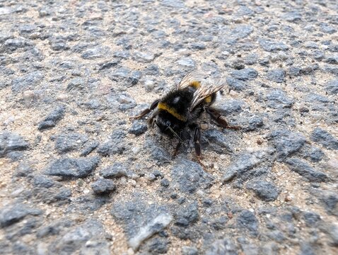 A furry bumblebee with golden stripes and intricate wings rests