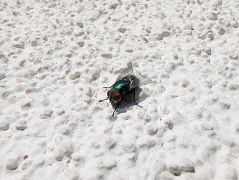 Small metallic insect with shimmering wings sits still on a rough