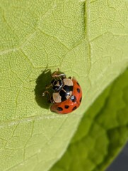 Tiny spotted insect clings to the delicate veins of a fresh leaf © mr_smith