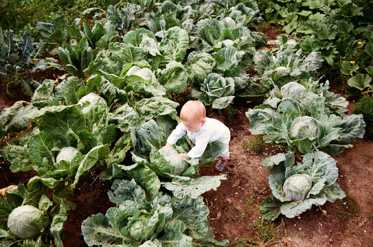 Child playing in a garden with cabbage plants