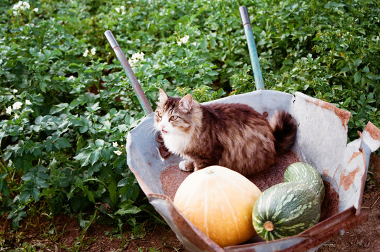Cat resting in wheelbarrow with vegetables
