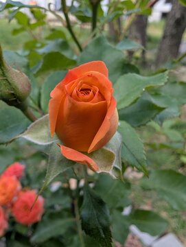 Elegant orange rosebud unfolding its delicate petals amidst a lush