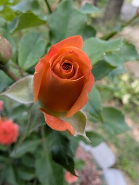 Close up view of a blooming orange rose showcasing its elegant