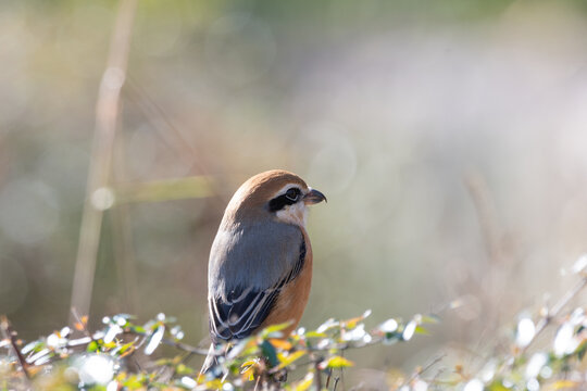 Close up of male bull headed shrike perched on bush branch with soft bokeh background in Japanese winter nature
