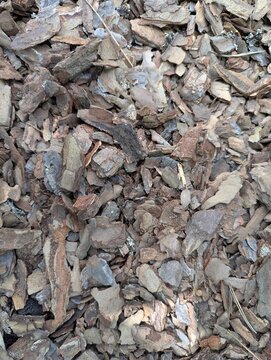 Fragmented pine bark layers scatter the sunlit forest floor,