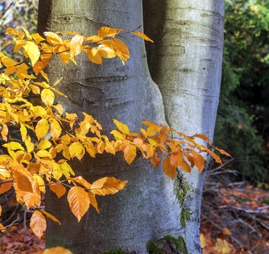 A tree trunk and beech branches with autumn leaves
