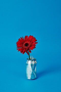 a red gerbera daisy rises from a dented drink can repurposed as a vase