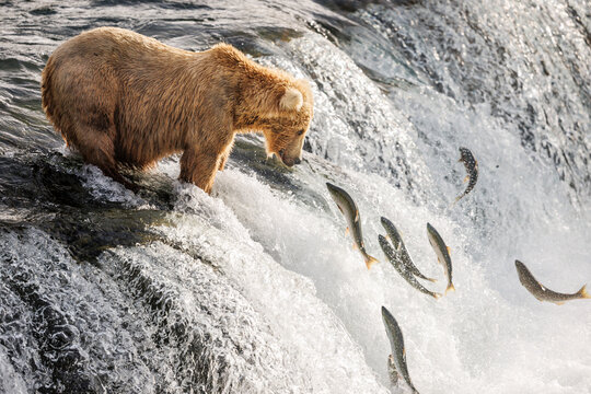 Watching Jumping Salmon