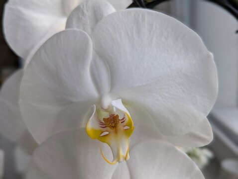 An elegant white Phalaenopsis orchid with velvety petals and a