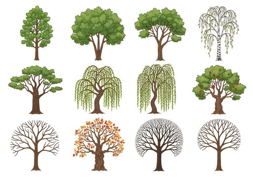 Varied stylized trees illustration collection