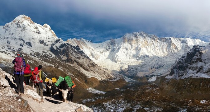 Mount Annapurna yaks tourists Nepal Himalaya mountain