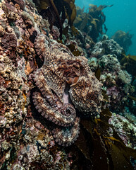 octopus in aquarium © EH0367080