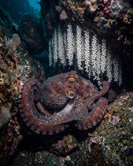 octopus in the aquarium © EH0367080